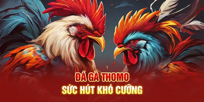 Giới thiệu trường gà thomo sức hút không thể cưỡng lại với anh em đam mê