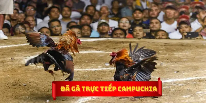 Trải nghiệm đá gà trực tiếp qua các kênh live của nhà cái GK88